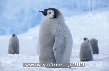 PENGUIN, EMPEROR: (Aptenodytes forsteri)  Antarctica, Portrait of an emperor penguin chick.