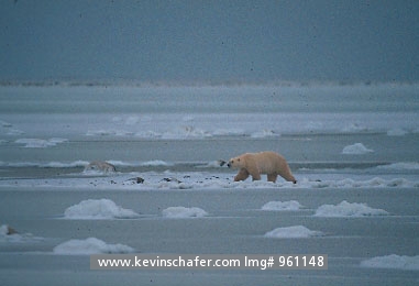 BEAR, POLAR: (Ursus maritimus) Canada, Manitoba, Hudson Bay, Polar bear walking on the ice.