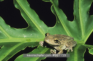 FROG, CUBAN TREE: (Osteopilius sepentrionalis)Cuban tree frog on leaf.