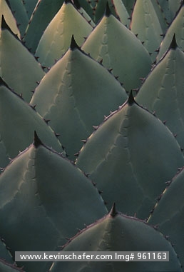 FLORA, AGAVE CACTUS: (Agave colorata) Mexico, Sonora, Detail of agave cactus.