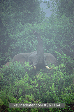 ELEPHANT, AFRICAN: (Loxodonta africana)  Elephant in fog Aberdares National Park, Kenya
