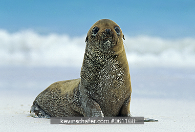 SEA LION, GALAPAGOS: (Zalophus californianus wollebaeki)  Young Sea Lion, Hood Island, Galapagos, Equador
