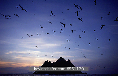 GANNET, NORTHERN: (Sula bassana)  Pre-dawn flight,  Skellig Islands, Western Ireland