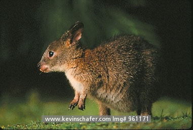 PADEMELON, RED-NECKED: (Thylogale sp.) Australia, Lamington National Park, Portrait of a red-necked pademelon.
