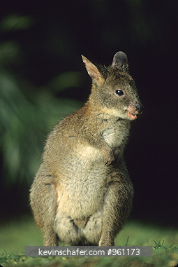 PADEMELON, RED-NECKED: (Thylogale thetis) Lamington National Park, Australia