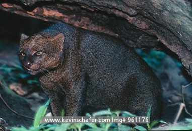 JAGUARUNDI: (Herpailurus yagouaroundi)  Central America, Portrait of captive jaguarundi.