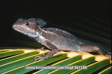 LIZARD, BROWN BASILISK: (Basiliscus basiliscus) Belize, Portrait of  basilisk lizard.