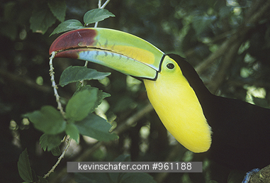 TOUCAN, KEEL-BILLED: (Ramphastos dicolorus)
The Keel-billed Toucan, known as the \\\\\\\