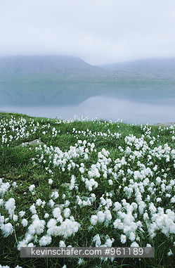 ICELAND: Cottongrass scattered on hillside along Western Fjords.