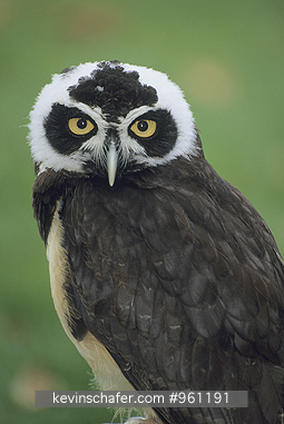 OWL, SPECTACLED: (Pulsatrix perspicillata)  The spectacled owl can be found in Central and South America.  Captive immature bird