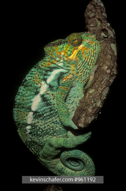 CHAMELEON, PANTHER: (Chameleo pardalis) Male, Madagascar.