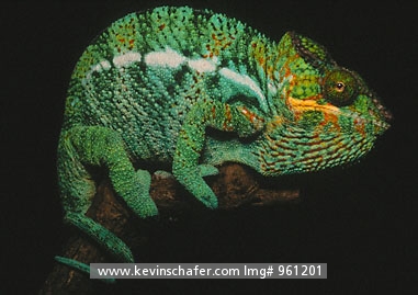 CHAMELEON, PANTHER: (Chameleo pardalis) Madagascar, Portrait of a male panther chameleon.