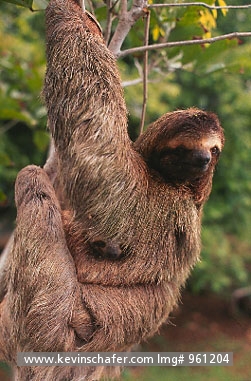 SLOTH, THREE-TOED: (Bradypus variegatus) 
Costa Rica, Three-toed sloth mother with baby.