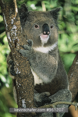 KOALA: (Phascolarctos cinereus)   Australia, Portrait of a koala in an eucalyptus tree.