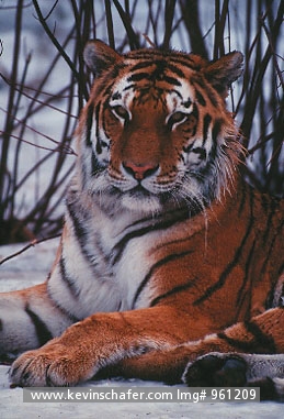 TIGER, SIBERIAN: (Panthera tigris altaica)  Portrait of the endangered Siberian tiger in the snow, captive.