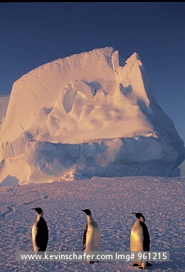 PENGUINS, EMPEROR: (Aptenodytes forsteri)
Antarctica, Weddell Sea, Atka Bay, Three emperor penguins on ice.