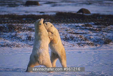 BEARS, POLAR: (Ursus maritimus) Canada, Manitoba, Churchill, Hudson Bay, Two polar bears play-fighting
