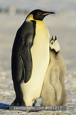 PENGUINS, EMPEROR: (Aptenodytes forsteri) Antarctica, Weddell Sea, Atka Bay colony, Adult emperor penguin with hungry chick.