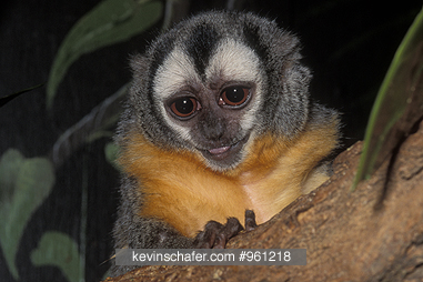 MONKEY, NIGHT: (Aotus trivirgatus)  Amazonia. CAPTIVE ANIMAL