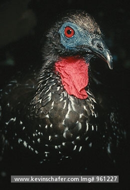 GUAN, CRESTED: (Penelope purpurescens)  Belize, The crested guan can be found in lowland rainforest and drier areas and ranges from Mexico south to Venezuela and Ecuador.