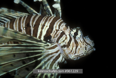 LIONFISH: (Pterois volitans), South Pacific.