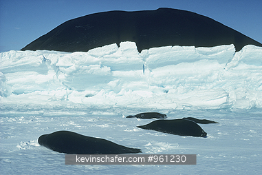 SEAL, WEDDELL: (Leptonychotes weddelli)  Antarctica, McMurdo Sound, Turtle Island, Weddell seals on ice.