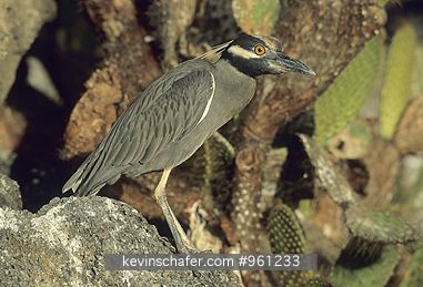 HERON, YELLOW-CROWNED NIGHT: (Nyctanassa violacea) Ecuador, Galapagos Islands, Portrait of a yellow-crowned night heron.