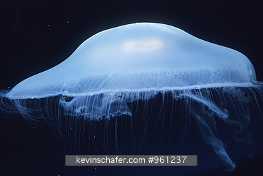 JELLYFISH, MOON: (Aurelia aurita) California, Floating moon jellyfish.