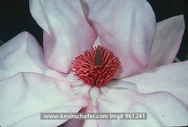 MAGNOLIA: (Magnolia grandiflora)  USA, California, Detail of magnolia blossom.