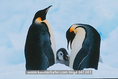 PENGUINS, EMPEROR: (Aptenodytes forsteri) Antarctica, Emperor penguins with chick.