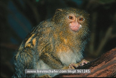 MARMOSET, PYGMY: (Cebuella pygmaea)  Portrait of a pygmy marmoset in the Amazon basin.