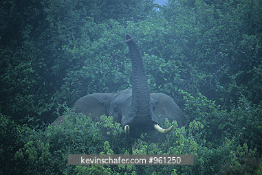 ELEPHANTS, AFRICAN: (Loxodonta africana) 
Kenya, Aberdares National Park, African elephant in the  fog.