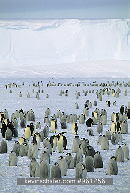 PENGUIN, EMPEROR: (Aptenodytes forsteri) Antarctica, Weddell Sea, Large emperor penguin colony in December.