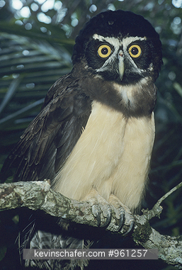 OWL, SPECTACLED: (Pulsatrix perspicillata)  Belize, Portrait of a spectacled owl on a tree branch.  CAPTIVE ANIMAL