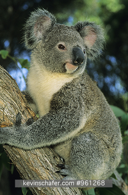 KOALA: (Phascolarctos cinereus) Australia, Portrait of a koala in an eucalyptus tree.