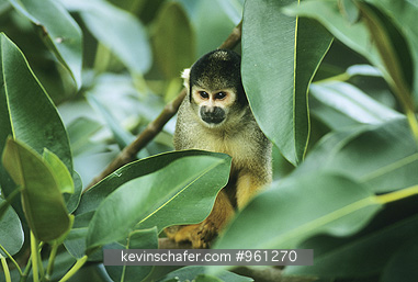 MONKEY, SQUIRREL: (Saimiri sciureus) 
Squirrel monkey in tree,  Amazonia.  CAPTIVE ANIMAL