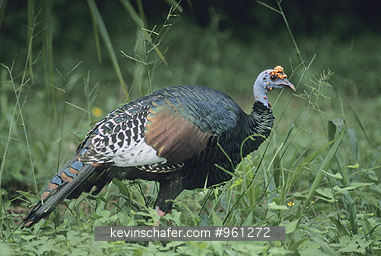 TURKEY, OCELLATED: (Agriocharis ocellata)  Belize, Rio Bravo Preserve, The endangered ocellated turkey.