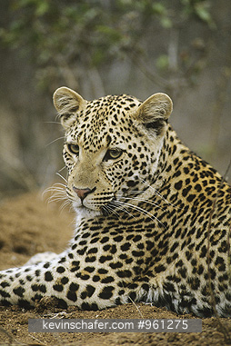 LEOPARD: (Panthera pardus) South Africa, Sabi Sands Private Reserve, Portrait of a relaxed leopard.