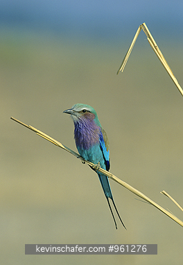 ROLLER, LILAC-BREASTED: (Coracias caudata) 
Zimbabwe, Lilac-breasted roller on grass.  The lilac-breasted roller is one of the most commonly seen of the rollers. A bird of dry open brush and wooded areas, it perches prominently on bushes, grasses, and trees, looking for prey.
