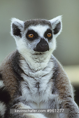 LEMUR, RINGTAIL: (Lemur catta) 
  Portrait of captive ring-tailed lemur.