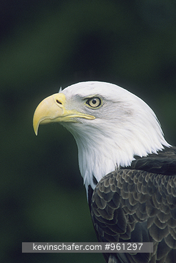EAGLE, BALD: (Haliaeetus leucocephalus) USA, Alaska, Portrait of a bald eagle.