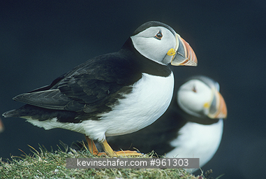 PUFFIN, ATLANTIC: (Fratercula arctica)  UK, Scotland, Fair Isle, Pair of Atlantic puffins.