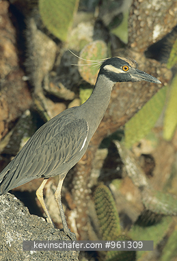 HERON, YELLOW-CROWNED NIGHT: (Nyctanassa violacea) Ecuador, Galapagos Islands, Portrait of a yellow-crowned night heron.