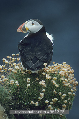 PUFFIN, ATLANTIC: (Fratercula arctica), in profile, on bluff Fair Isle, Northern Scotland
