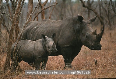 RHINOCEROS, WHITE: White Rhinos, (Ceratotherium simum) South Africa, Kruger National Park, White rhino with calf.