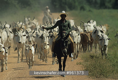 VENEZUELA, LLANOS: Llanero bringing in herd, Llanos.
