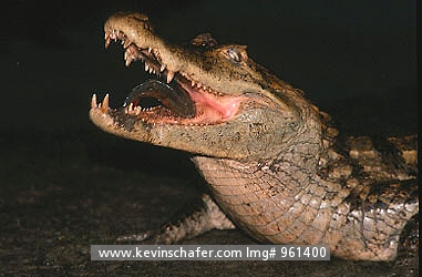 SPECTACLED CAIMAN: (Caiman crocodilus)Brazil, Amazon Basin, Young Caiman with piranha.