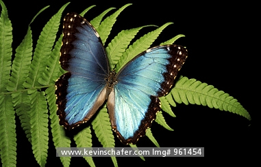 BUTTERFLY, MORPHO: (M. Peleides)  Costa Rica, Morpho butterfly on leaf. CAPTIVE