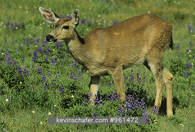 DEER, BLACK-TAILED (MULE): (Odocoileus hemionus columbianus) USA, Washington, Olympic National Park, Hurricane Ridge, Black-tailed deer in meadow with lupine.