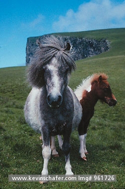 PONY, WILD SHETLAND: (Equus caballus)  Scotland, Shetland Islands, Foula Island, Wild Shetland ponies by cliff.